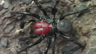 RED - HEADED MOUSE SPIDER