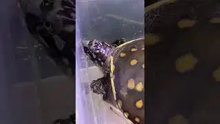 Have you ever seen a Indian Flapshell Turtle? 😱 🔥 #indianflapshellturtle #rareturtles #turtles