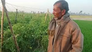 বাহুবলি#টমেটো চাষ