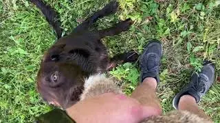 5 - 7 months | Lime Bohemia Luxyvett | Flat coated retriever | Growin up