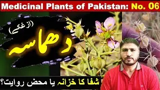 Dhamasa ke Fayde EXPLAINED in Urdu | Fagonia indica