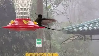 White-booted Racket-tail