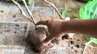 Đ&oacute;ng T&aacute;o Giống Trả Cho Kịp Đơn Anh Chị Em