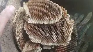apis cerana (laywan/ligwan) attack by waxmoth