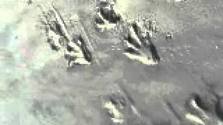 Blackbeard Island: Undiscovered Creature Tracks