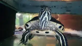 Jilly geelwang schilpad coole film, Cool cumberland slider Turtle Move