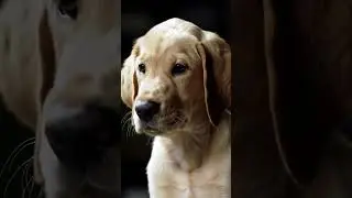 Funny Confused Puppy Head Tilt Reaction 😂