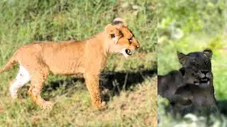 Lion Cubs Run After Mom, Just Before She Hunts!