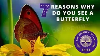 🦋7 Reasons Why Do You See A Butterfly🦋| Meaning And Significance| 1111|