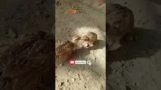 Painted Francolin | Teetar Chick's Fight #shorts #viral #youtubeshorts #short #youtube #painted