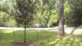 Arborist Gene Basler examines live oak 1 year after planting Proper Tree Care