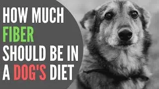 How Much Fiber Should Be In A Dog's Diet