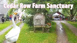 Visiting a Farm Sanctuary!