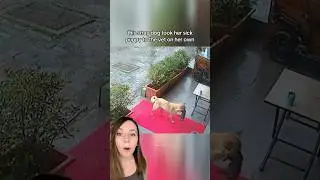 Stray dog brings sick puppy to the vet on her own! #shorts #dogrescue