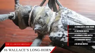 10 Largest Beetles in the World | Atlas | Caucasus | Actaeon | 4Goliath | Hercules | Titan