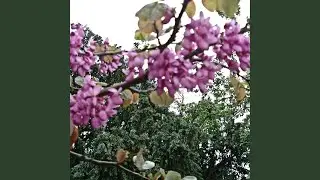 A simple caress - for Cello and Orchestra