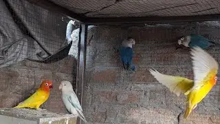 Live Lovebirds 🐦❤️ | Cute & Peaceful Moments | 24/7 Bird Cam