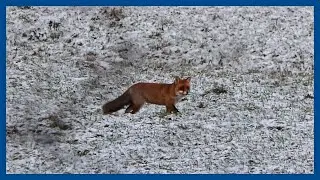 Vulpes vulpes ein Fuchs