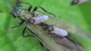 Biting Midges: Tiny Pests You Can't Ignore - Learn about Ceratopogonidae and Their Annoying Bites