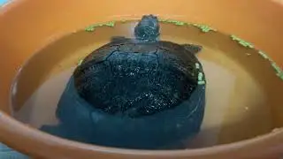 my pet turtle eating food