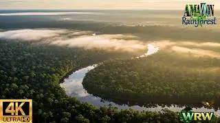 Relaxing Walk in the Amazon Misty River Drift with Giant Otters 🦦