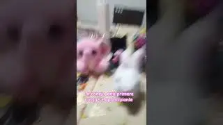 nos unimos al trend la coneja est&aacute; primera porque es principiante 🥕🐇🐰