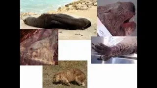 How to capture emerging diseases of wildlife! Wildlife Health Australia ...