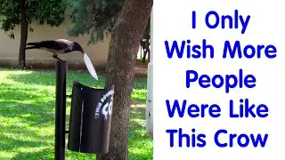 Times Crows Were Seen Doing Scarily Smart Things - Funny Animal