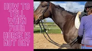 HOW TO TELL WHEN YOUR HORSE IS NOT OK? #offthetrackthoroughbred #ottbsuccessacademy #ottbretraining