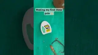 Making my first moss pole #shorts #mosspole #howto #plants #plantlover #houseplants