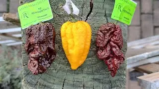 Hottest Chillies in the world & A Naga Viper !