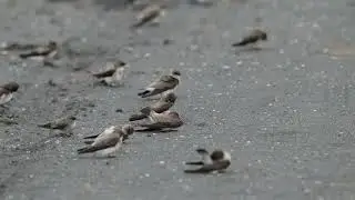 棕沙燕Gray-throated Martin(Riparia chinensis)理羽