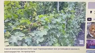 Интереснейший фильм о филлоксере! Новейшие достижения Дагестанской ССВ и их комментарий на мой фильм