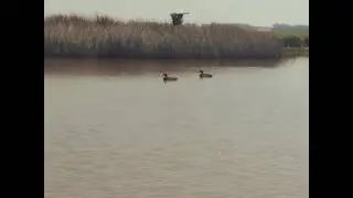 Avian x Big Foot goose duck decoy flying lucky duck MOJO duck movement decoy moving final approach