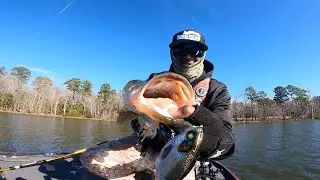 Big glide bait fishing. Phoney frogs gizzard shad