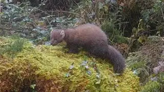 Cat Crainn agus Cat; Cratloe woods, Co Clare