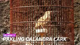 MEDIA HOBI : Pakling Calandra Lark ( Gacor Konslet dan Materi Lagu Isian Mewah ).