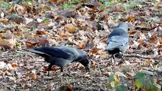 Jackdaws