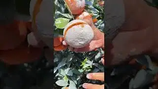OMG so juicy