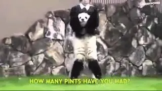 Drunk panda with subtitles : a standard night out