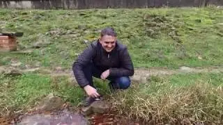 Frunze pe apa