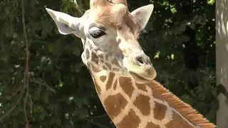 Visite du Zoo de la flèche (une saison au zoo)