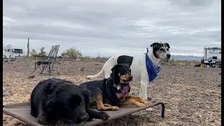 DESERT DOGZ of Quartzsite no dialogue