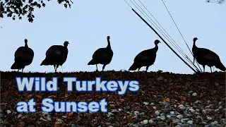 Wild Turkey Birds Running Around | Roosting in Trees: A look at wild turkey behavior