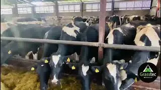 Holstein Young Herd - High Output - Ped Registered