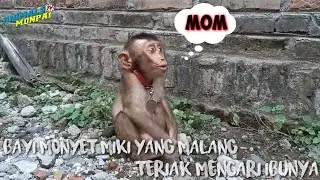 poor mickey monkey screaming for his mother #animalsmonpaitv #babymonkey #monkey #adorable