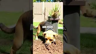 The Great Pet Treasure Hunt