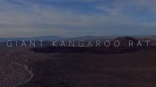 Giant Kangaroo Rat Documentary