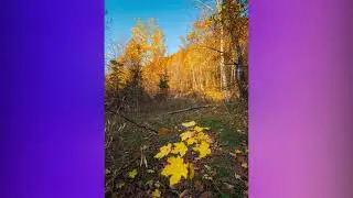 SUN-TA - Жовтолиста осінь (2026) [6]