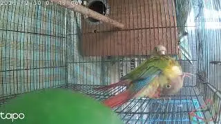 My Pineapple Conures Help Eachother with Love 💕 #pineappleconureparrot #pair #love #pets #foryou 